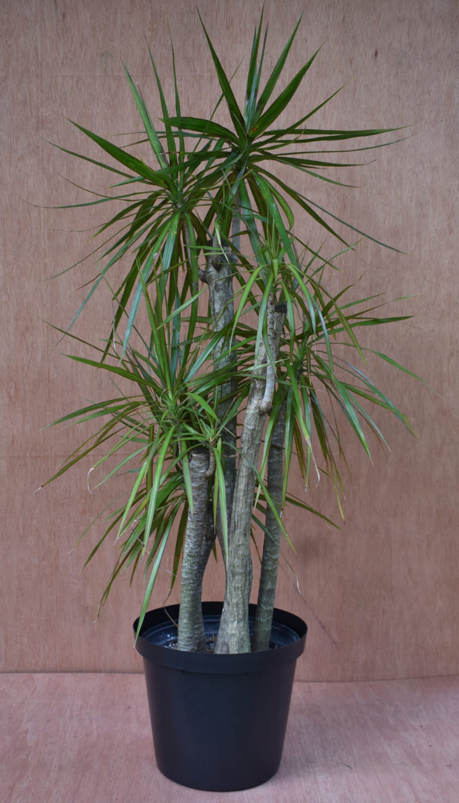 eibe solitär Taxus baccata Solitär kaufen? Bestellen Sie einfach online beim Züchter main image 1
